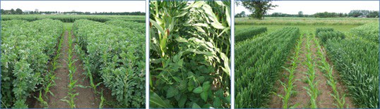 UC7 INTERCROPPING