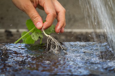 New Call for European Research Projects towards agroecology